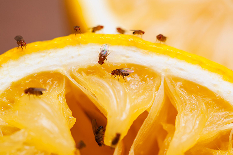 A bunch of fruit flies surrounding a piece of fruit 